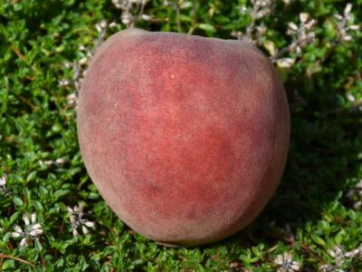 Red Skin Peach 750 Chill Hours #5