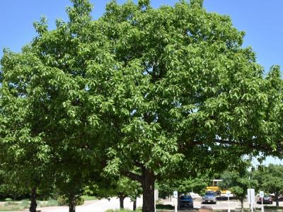 Chinquapin / Chinkapin Oak #5