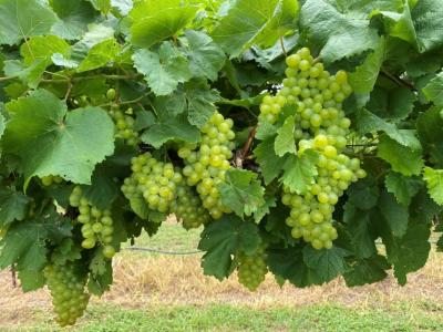 Southern Sensation Grape Vine #2