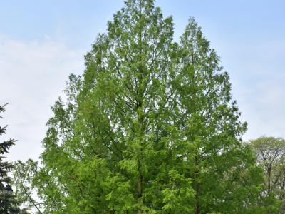 Bald Cypress #5