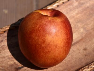 Karla Rose Nectarine 700 Chill Hours #5