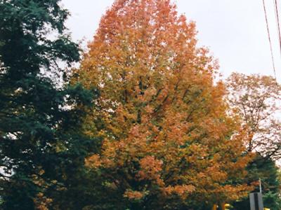 Shumard, Red Oak #5