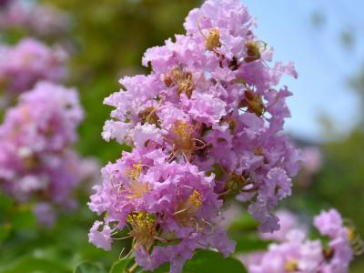 Bashams Party Pink Crape Myrtle Pink H: 20+' W:15-20' #10