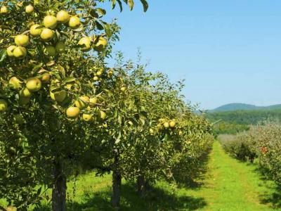 Golden Dorset Apple 250 Chill Hours #5