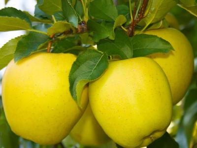 Ein Shemer Apple 400 Chill Hours #5
