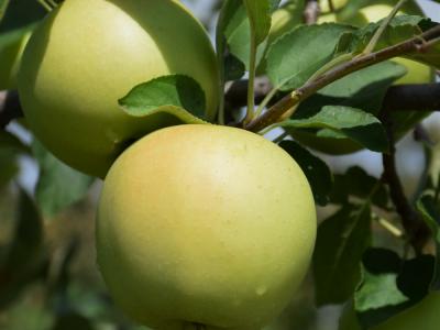 Yellow Delicious Apple 700 Chill Hours #5