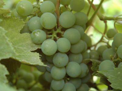 Southern Sensation w/ Stake Grape Vine #1