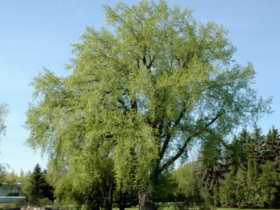 Cottonless Cottonwood #5