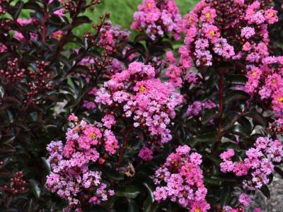 Barista Dark Roast Crape Myrtle Pink H:2-4' W:2-4' #5
