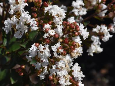 Barista Like a Latte Crape Myrtle White H:2-3' W:2-3' #5