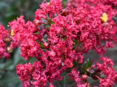 Lava Java Crape Myrtle #5