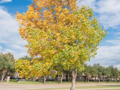 Cedar Elm #15