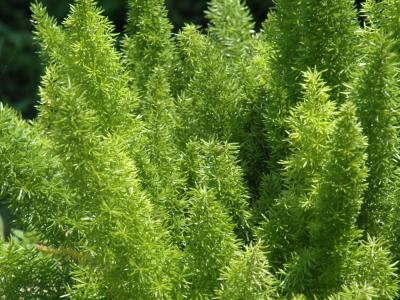 Foxtail Fern #1