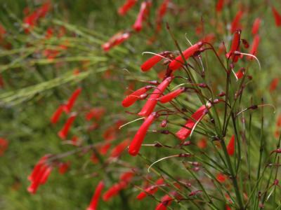 Red Firecracker Fern #1