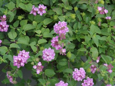 Purple Trailing Lantana #1