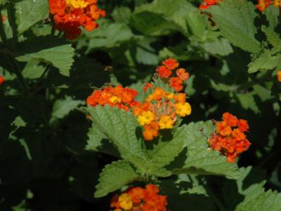 Texas, Horrida Lantana #1