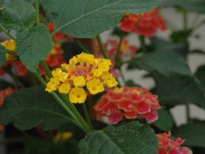Confetti Lantana #1