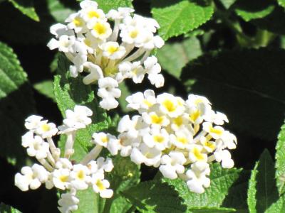 White Trailing Lantana #1