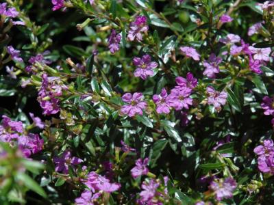 Purple Mexican Heather #1