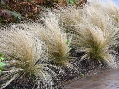 Nassella (formerly Stipa) Mexican Feather Grass #1