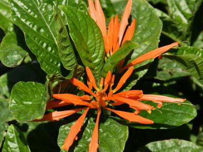 Mexican Honeysuckle #1