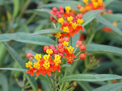 Tropical, Red Milkweed #1