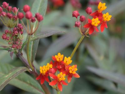 Tropical, Orange Milkweed #1