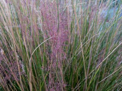 Pink Gulf Coast Muhly Grass Pink #1