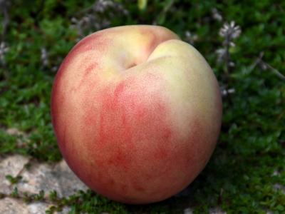 La Feliciana Peach 450-550 Chill Hours #5