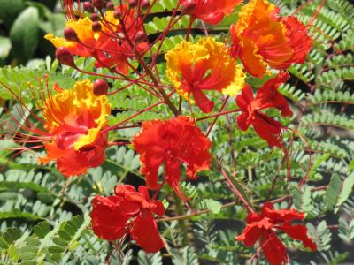 Orange Pride Of Barbados 8"
