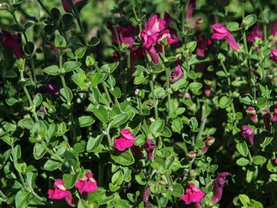 Pink Skullcap #1